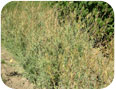 B. carinata plants with maturing seed pods