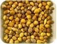 Graines de B. carinata.