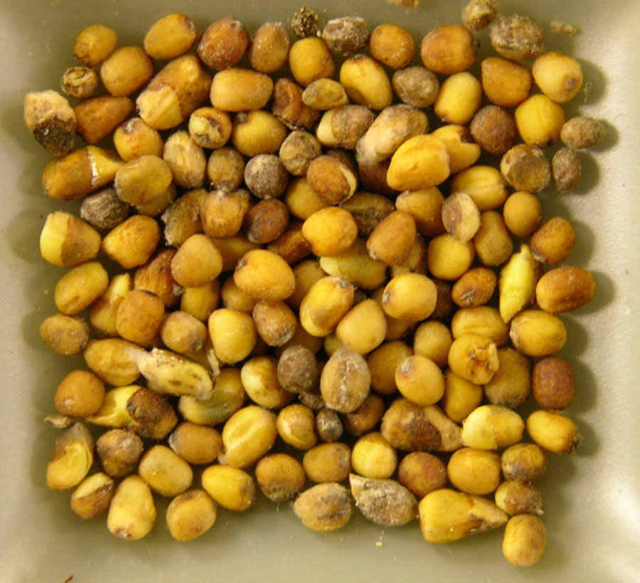 Graines de Moutarde Carinata