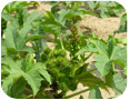 Castor seed pods.