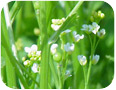 Crambe abyssinica developing seed pods