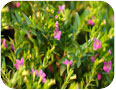 Cuphea ignea plants in flower (photo credit: Norman Chan, www.Shutterstock.com))