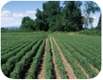 Field of euphorbia at the Oregon State University Klamath Basin Research and Extension Center (Photo Credit: Richard Roseberg)