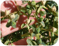 Close up of seed capsules on euphorbia plants at the Oregon State University Klamath Basin Research and Extension Center (Photo Credit: Richard Roseberg)