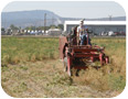 Euphorbia seed harvest at the Oregon State University Klamath Basin Research and Extension Center (Photo Credit: Richard Roseberg)