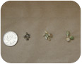 Euphorbia seeds (left), individual seed capsules (centre) and clusters of 3 seed capsules (right) from plants at the Oregon State University Klamath Basin Research and Extension Center (Photo Credit: Richard Roseberg)