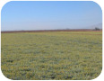 Field of lesquerella in Arizona.  Crop was photographed on March 15th. (Photo Credit: David Dierig)