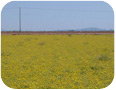 Field of lesquerella in Arizona.  Crop was photographed on April 14th. (Photo Credit: David Dierig)