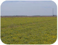  Field of lesquerella in Arizona.  Crop was photographed on May 14th. (Photo Credit: David Dierig)