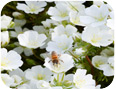 Flowering meadowfoam being pollinated by bees