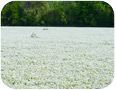 Field of flowering meadowfoam