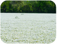 Champ de limnanthes en fleurs