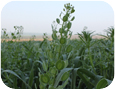 Pennycress plant showing developing seed pods