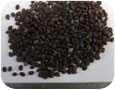 Mature pennycress seed