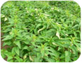 Stand of sesame plants 