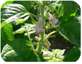 Flowering sesame plants 