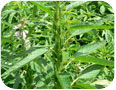 Sesame plant with flowers and developing seed capsules 