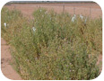 Vernonia plants growing in research test plots in Arizona, October, 2008.  (photo credit: David Dierig)