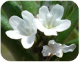 Corn Gromwell flowers.