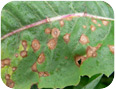 Chicory leaf showing Septorialactucae (2010)