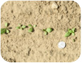 Emerging chicory seedlings