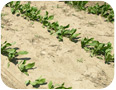 Young chicory plants