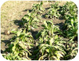 Late-season chicory plants in an on-farm demonstration plot (Elgin County, 2008)