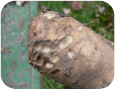 Chicory root showing insect feeding damage (2010)