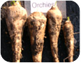 Chicory roots (cultivar: Orchies), harvested in October from an on-farm demonstration plot (Elgin County, 2008)