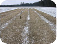 Daffodil plantings covered with straw for winter protection