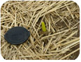 Daffodil shoots emerging through the straw covering