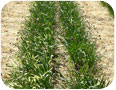 Plants de narcisse des prés après la floraison, 18 juin 2009.