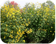 Maturing Jerusalem artichokes in bloom