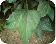 Powdery mildew on Jerusalem artichoke plant