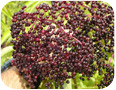 Cluster of small elderberries from the Kent variety.
