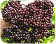 Cluster of large elderberries from the York variety.