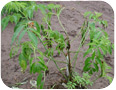 Elderberry bush suffering from Verticillium wilt