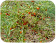Symptômes précoces de l’anthracnose sur les baies de goji.