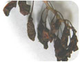 Anthracnose avancée chez le goji.