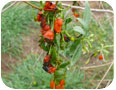 Spotted wing drosophila damage to goji