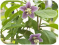 Fleurs de goji (photo : Foodpictures, www.Shutterstock.com).