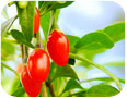 Gogi berries on the vine (photo credit:  LianeM, www.Shutterstock.com)