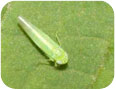 Potato leafhopper adult