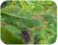 Japanese Beetle damage on goji leaves