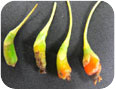 Bossom end rot of goji berry