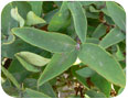 Powdery mildew on haskap leaves