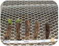 Tissue cultured plants received from propagator
