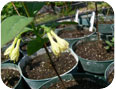 Characteristic double flower of haskaps.