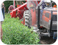 Mechanical harvesting of haskap.