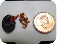 Small seeds from haskap fruit.